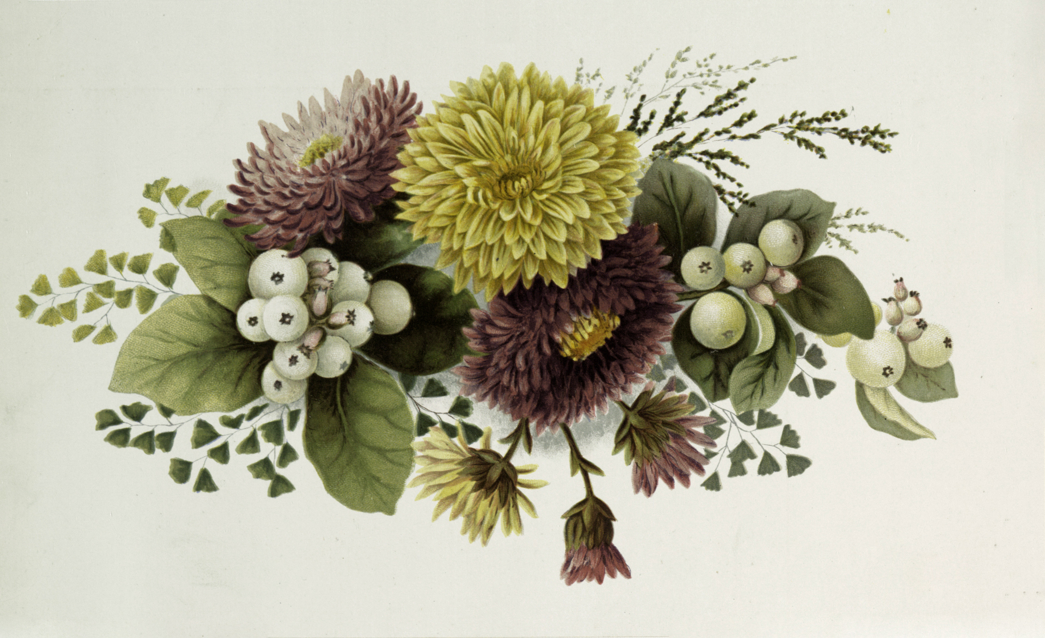 Vintage botanical illustration of chrysanthemums, white berries, and ferns in soft yellow, mauve, and green tones.