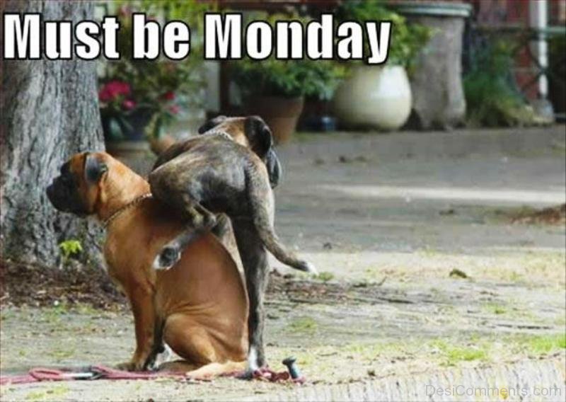 Two dogs in a humorous pose with text "Must be Monday" - one sitting, the other climbing on its back.
