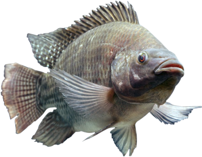 A close-up of a tilapia fish with prominent dorsal fin, speckled gray-brown scales, and open mouth against black background.