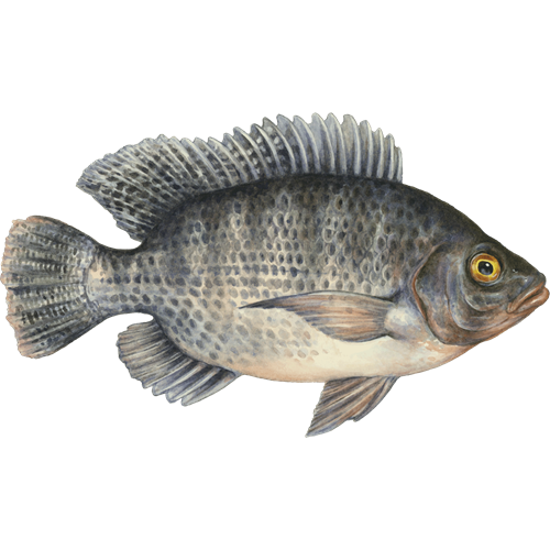 A detailed illustration of a tilapia fish with mottled gray scales, prominent dorsal fin, and golden eye against black background.