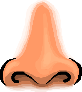 Stylized cartoon illustration of a human nose with visible nostrils and shading, isolated on white background.
