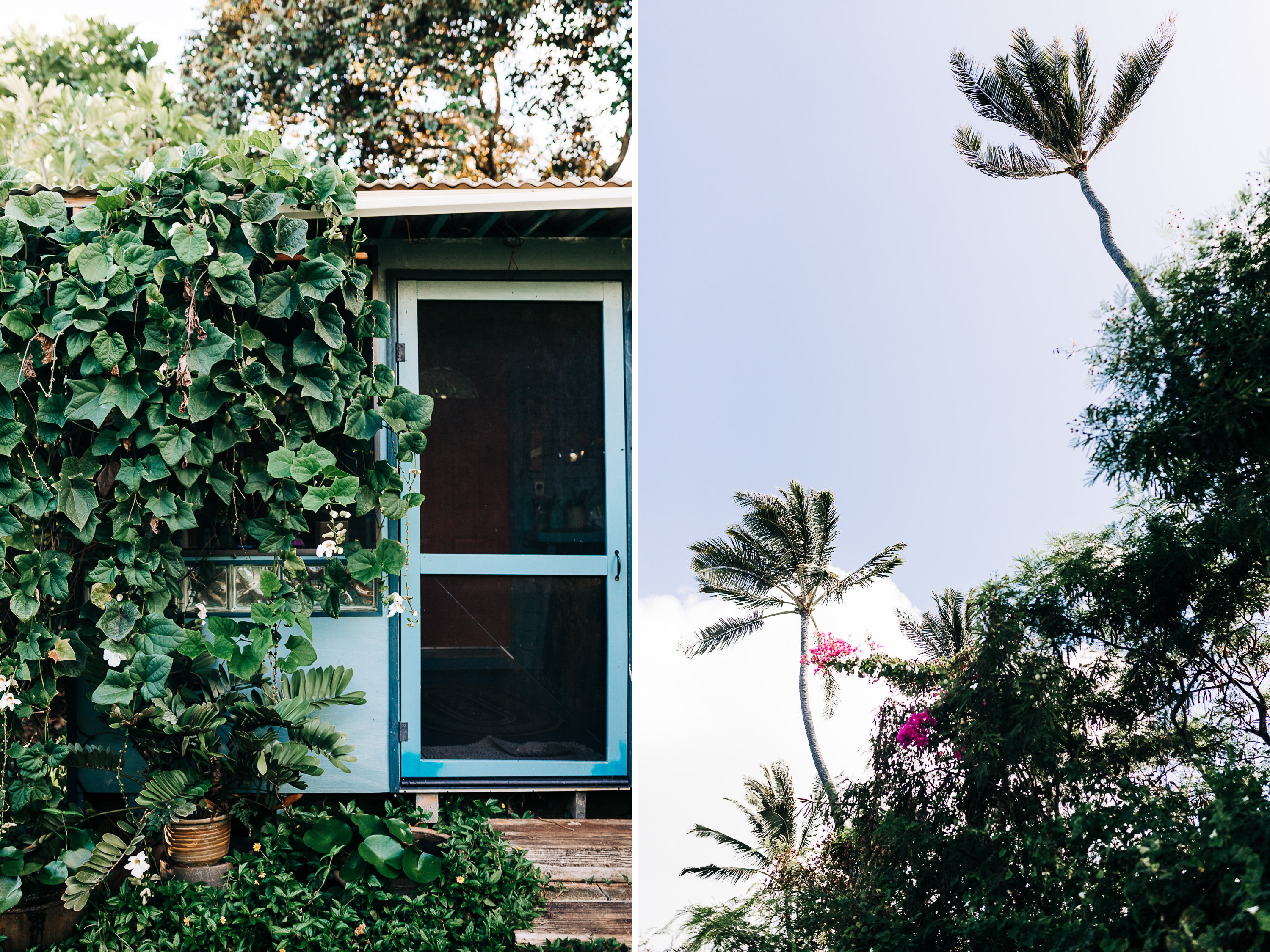 A lush tropical cottage with ivy-covered walls and a blue screen door, alongside palm trees and bougainvillea against a clear sky.