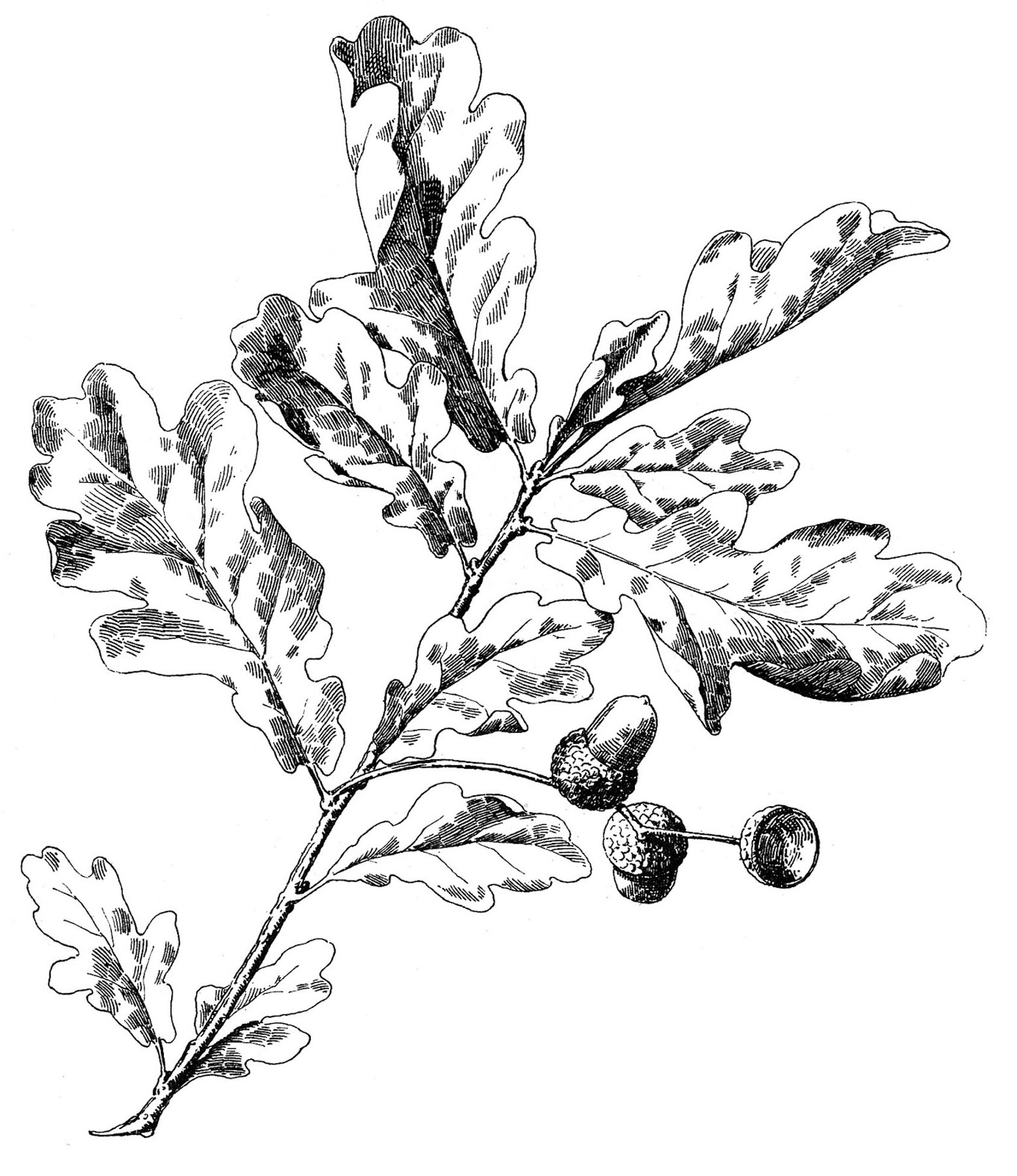 Oak Tree Leaves and Acorns - Botanical Illustration Gallery