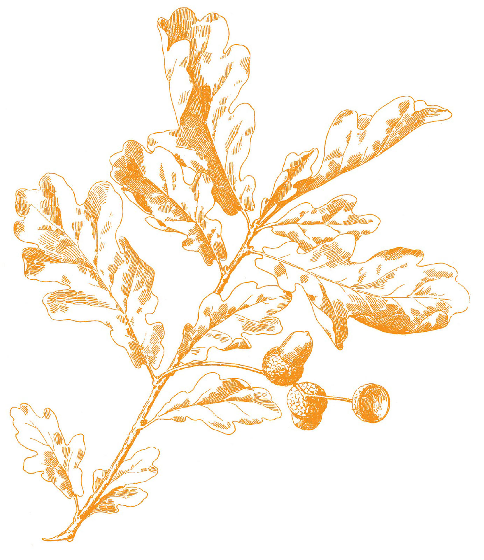 Orange line-art illustration of oak leaves and acorns on a white background.