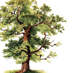 A detailed botanical illustration of a mature oak tree with lush green foliage and a sturdy trunk, set against a white background.