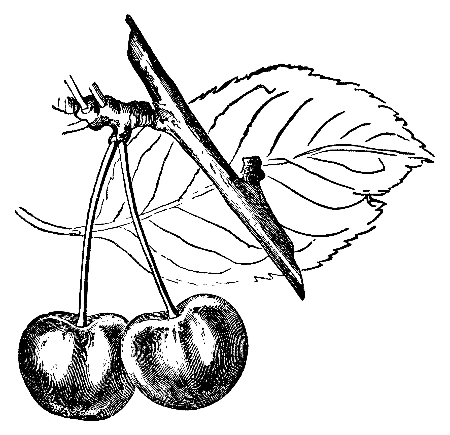 Vintage black-and-white botanical illustration of two cherries with stems, leaf, and branch.