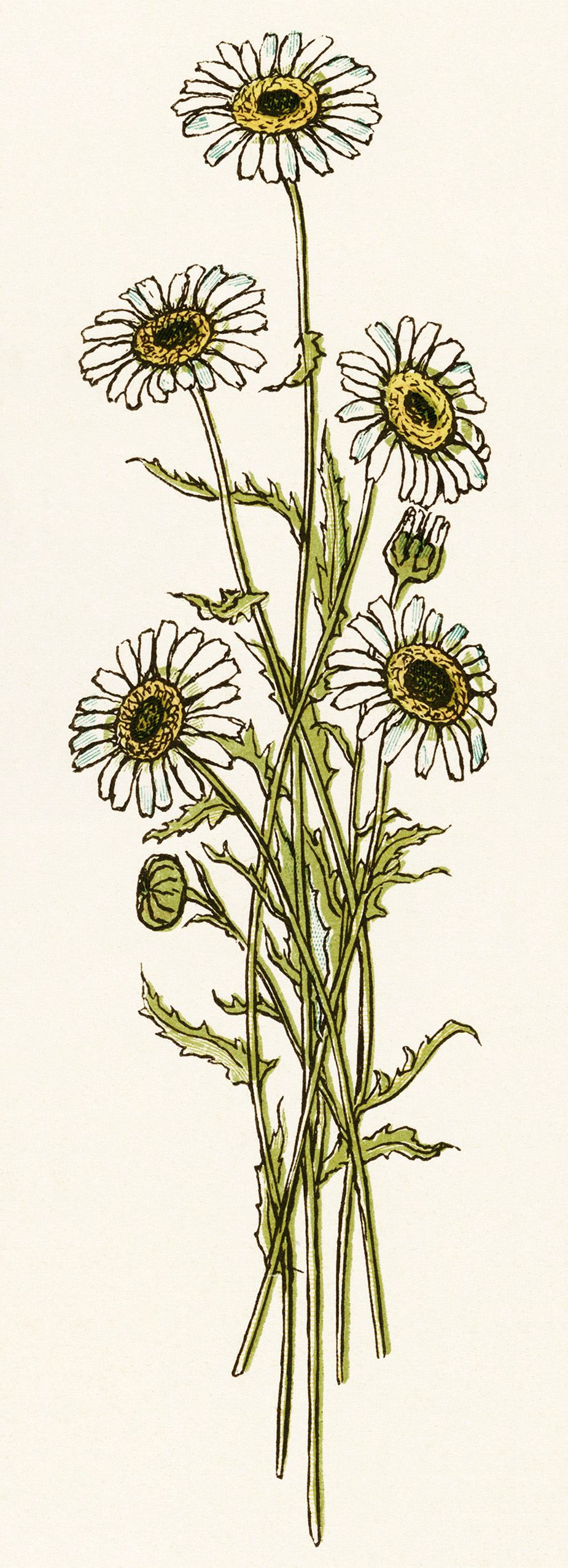 Botanical illustration of white daisies with yellow centers, green stems and serrated leaves, vintage hand-colored style.