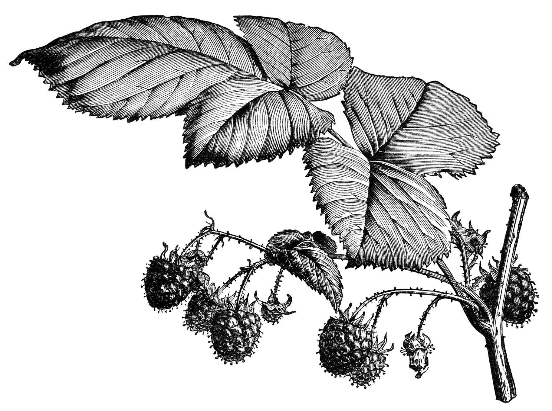 Raspberry Plant Botanical Illustration | Vintage Scientific Drawing