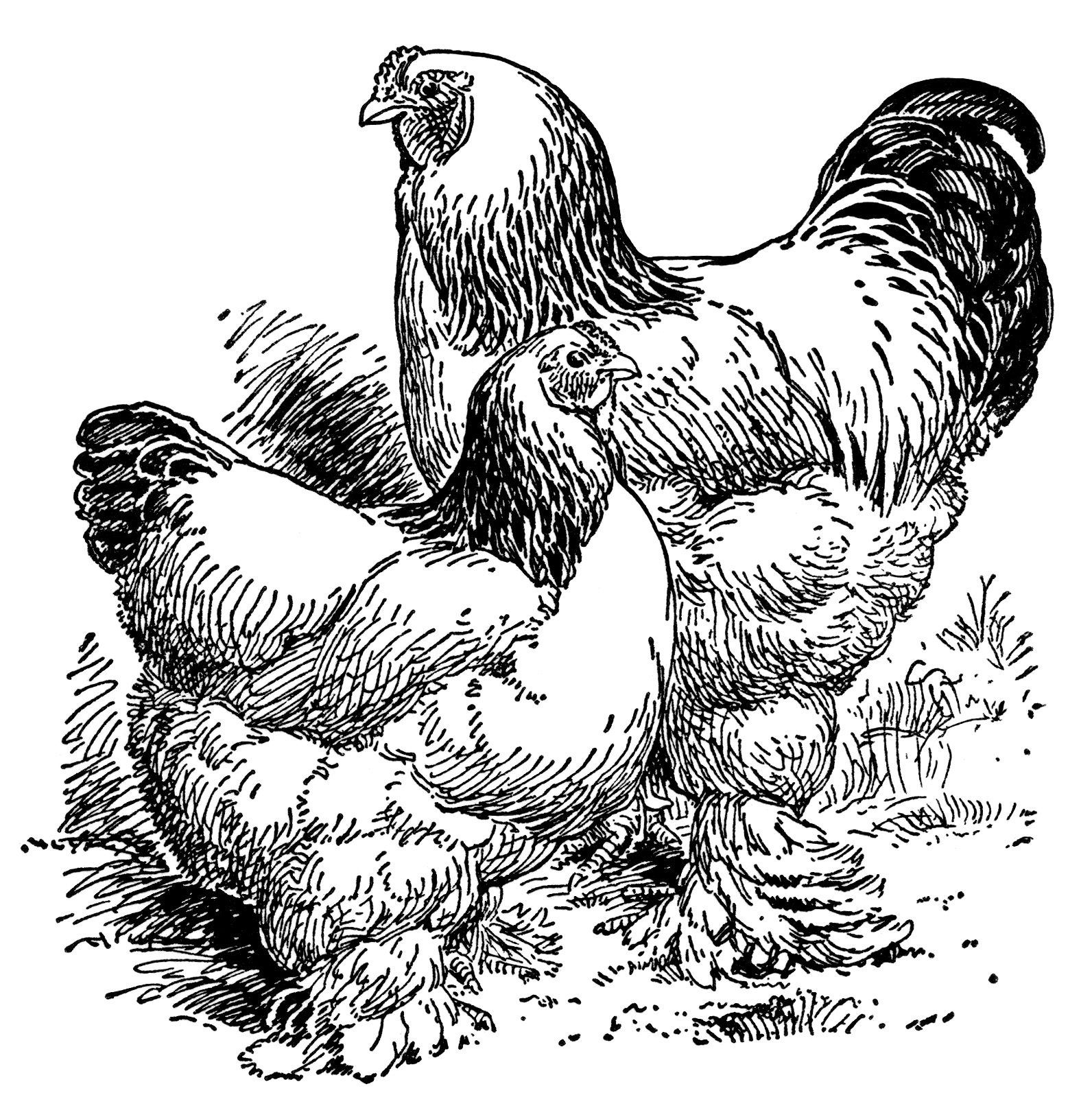 Vintage Chicken Illustration - Rooster, Hen, and Chick Line Art
