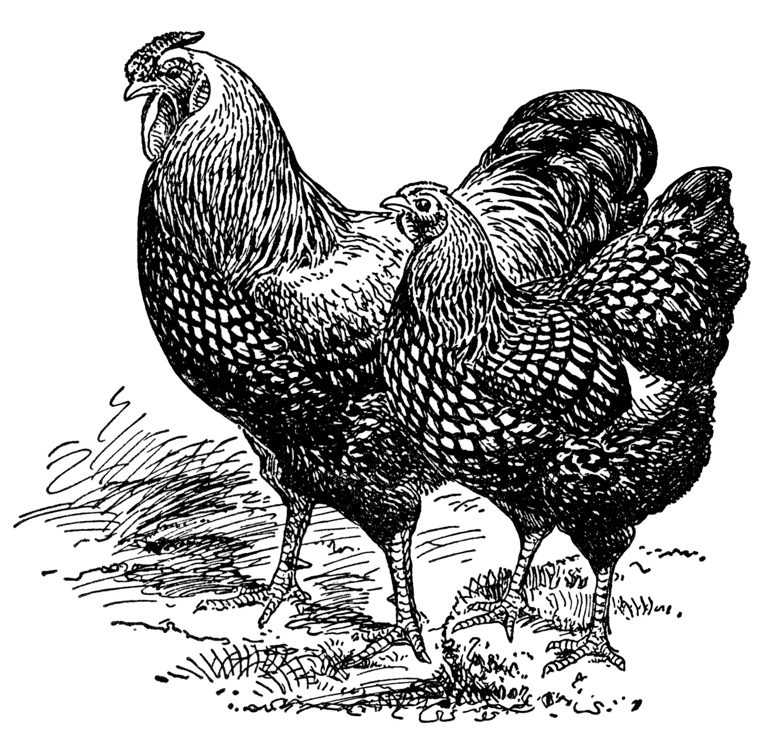 Black-and-white line drawing of a rooster and hen standing side by side on grassy ground, detailed feather textures and expressive poses.