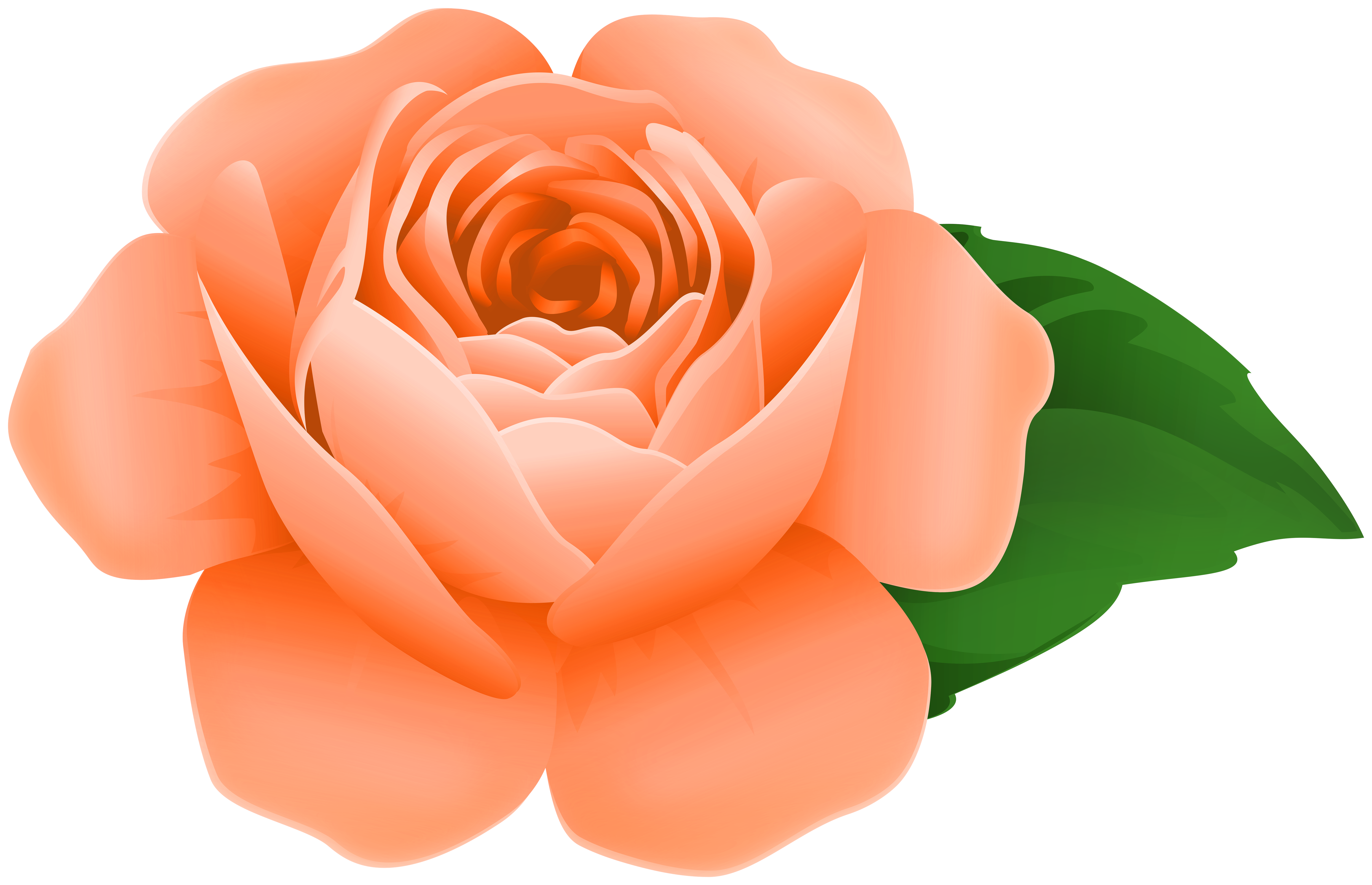 Orange Rose Vector Illustration - High-Quality Floral Graphic for Design
