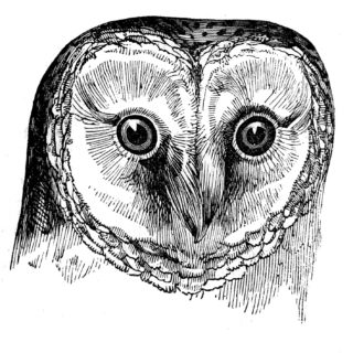 Detailed black-and-white line drawing of a barn owl’s face with large round eyes and heart-shaped facial disc.