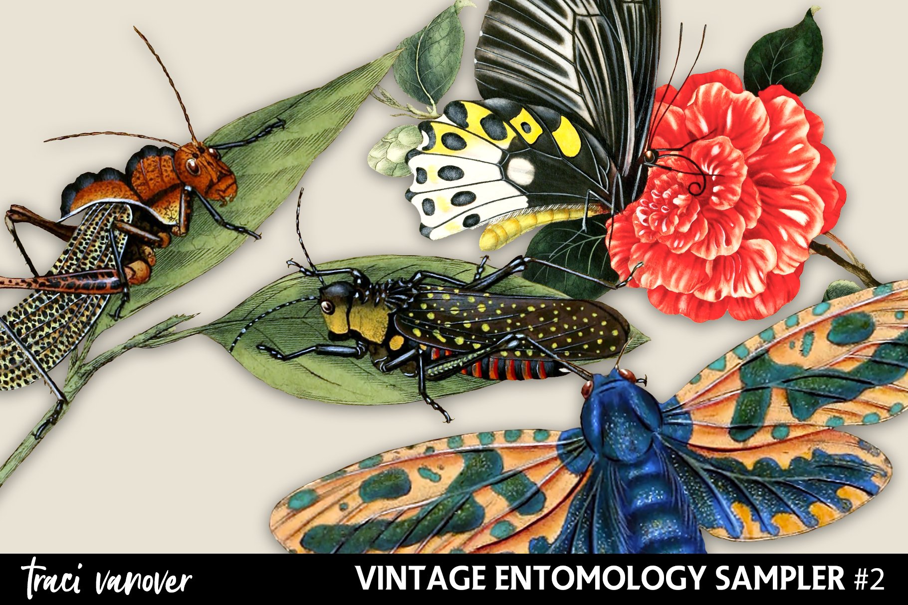 Free Entomologist Cliparts, Download Free Entomologist Cliparts - Clip ...