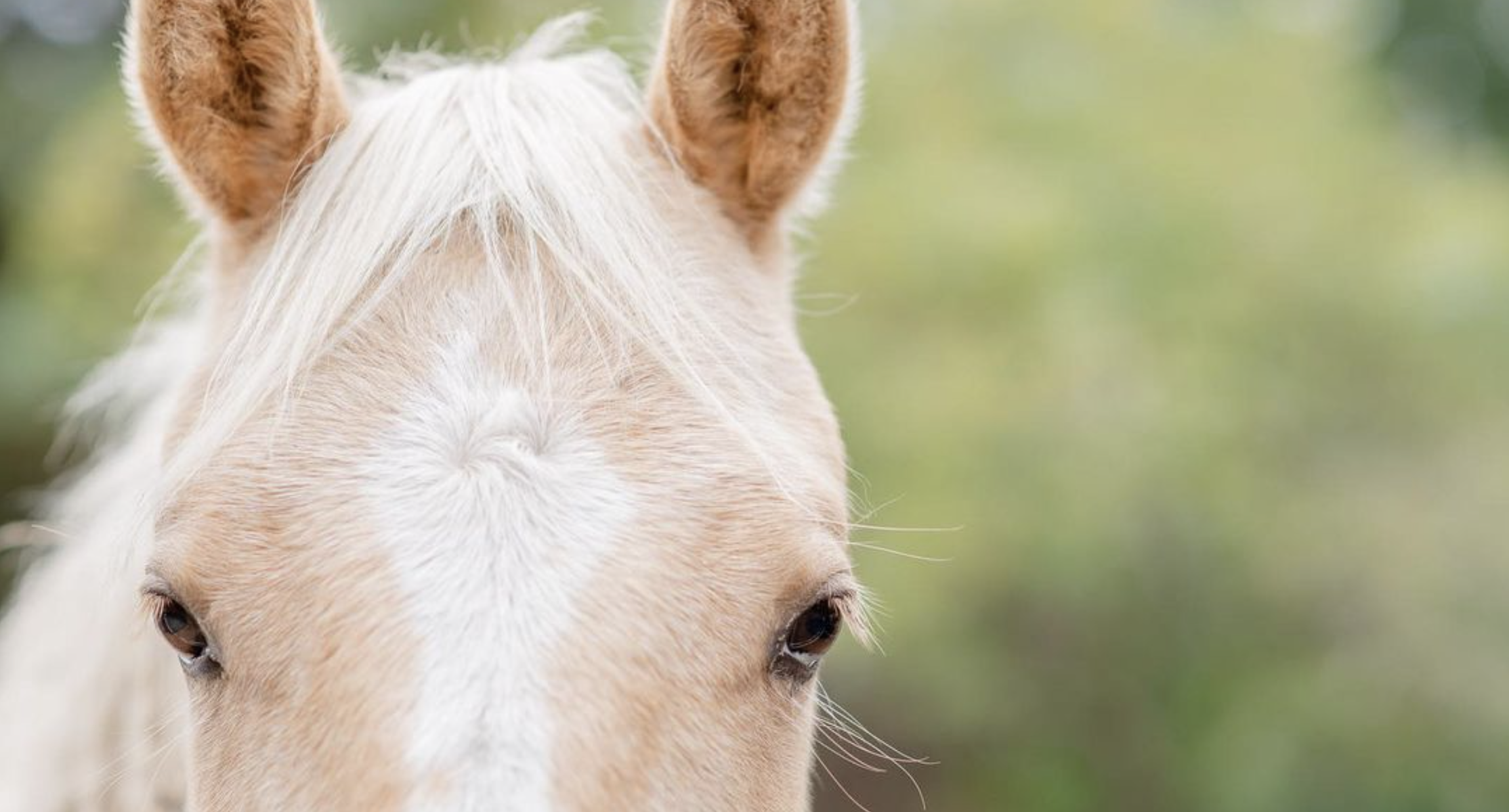 Close-up of a palomino horse’s face with white forelock and expressive eyes, set against a soft green background.