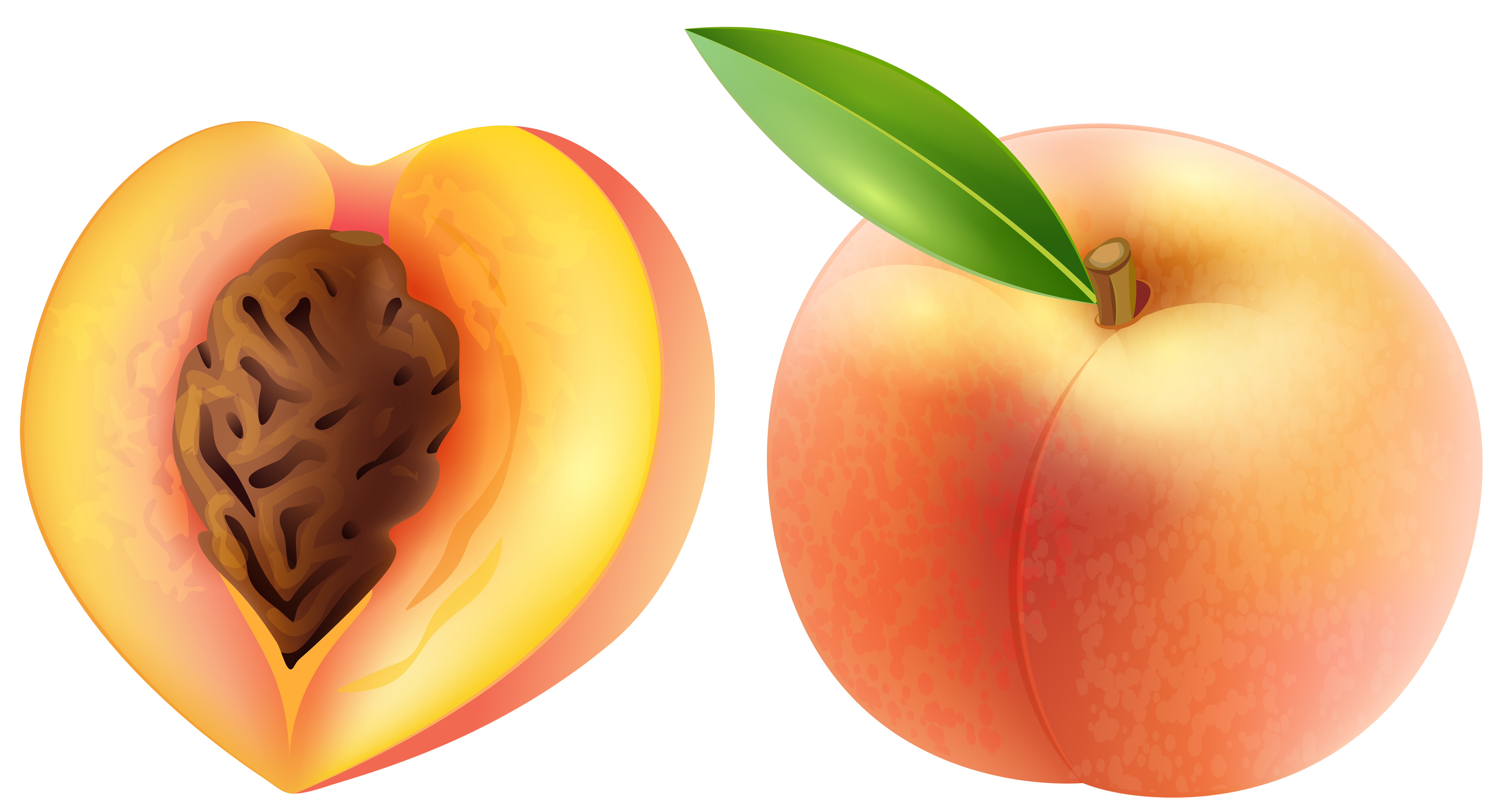 Peach Illustration - Fresh, Juicy Fruit Visual for Recipes and Nutrition Content