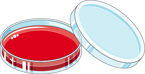 Petri Dish with Red Agar Medium - Laboratory Culture Tool