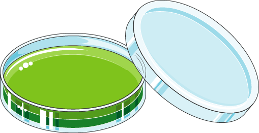 Open petri dish containing green microbial culture with lid ajar, illustrating laboratory microbiology work.