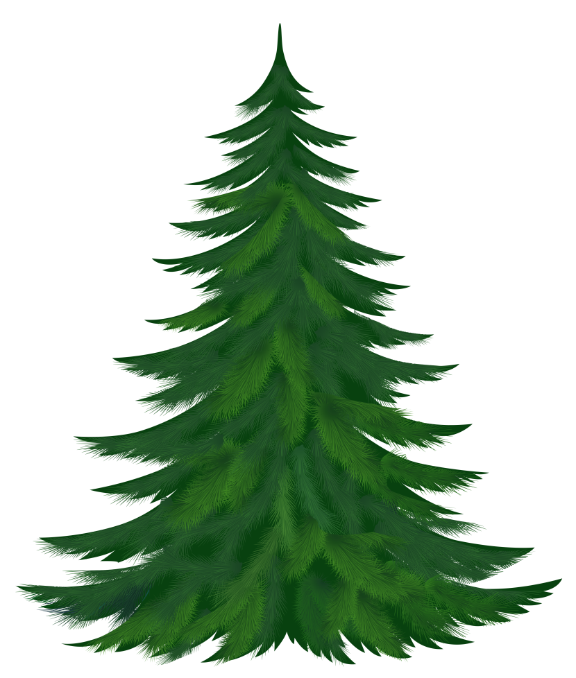 Realistic Evergreen Pine Tree Image for Download