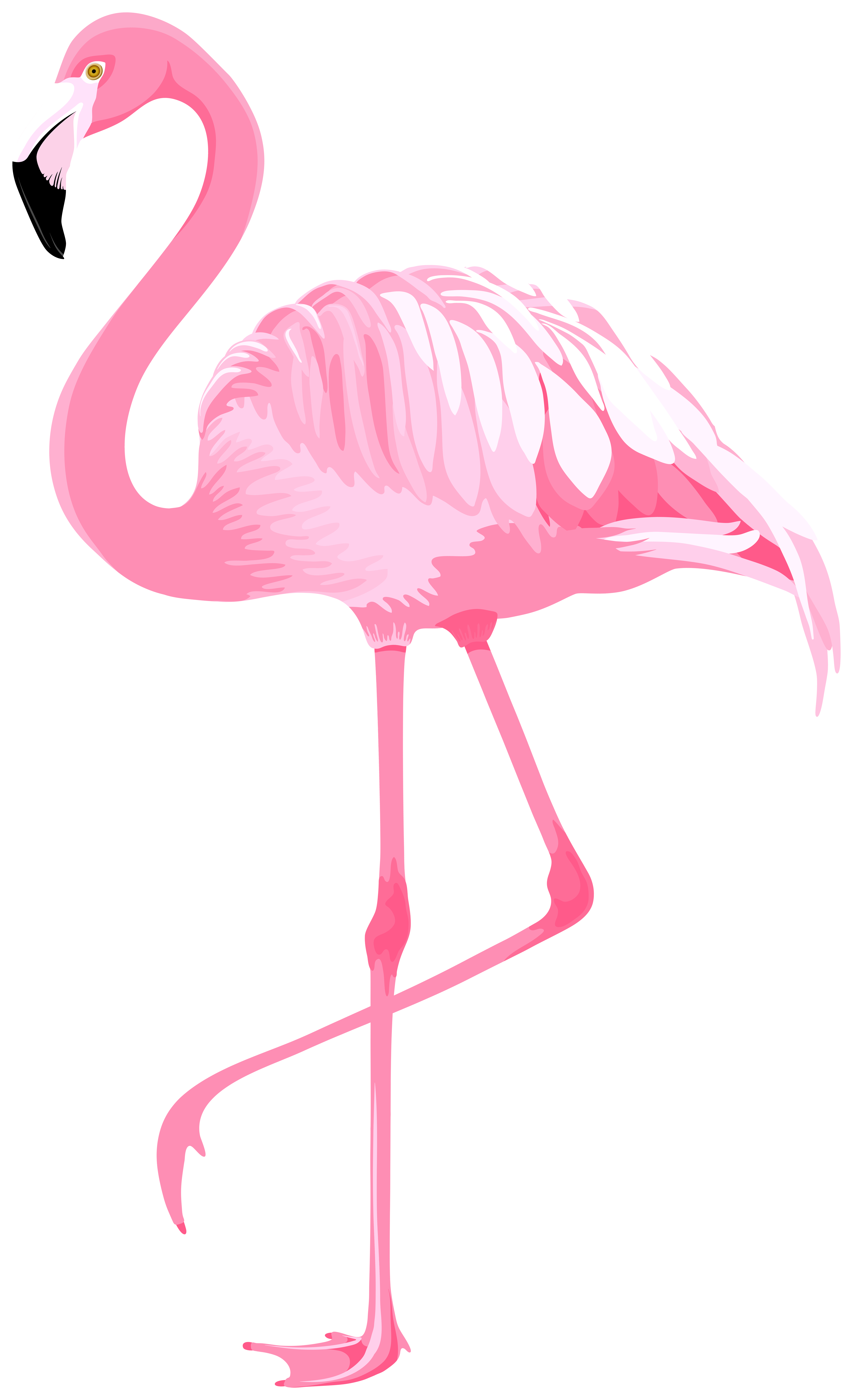 Pink flamingos png images