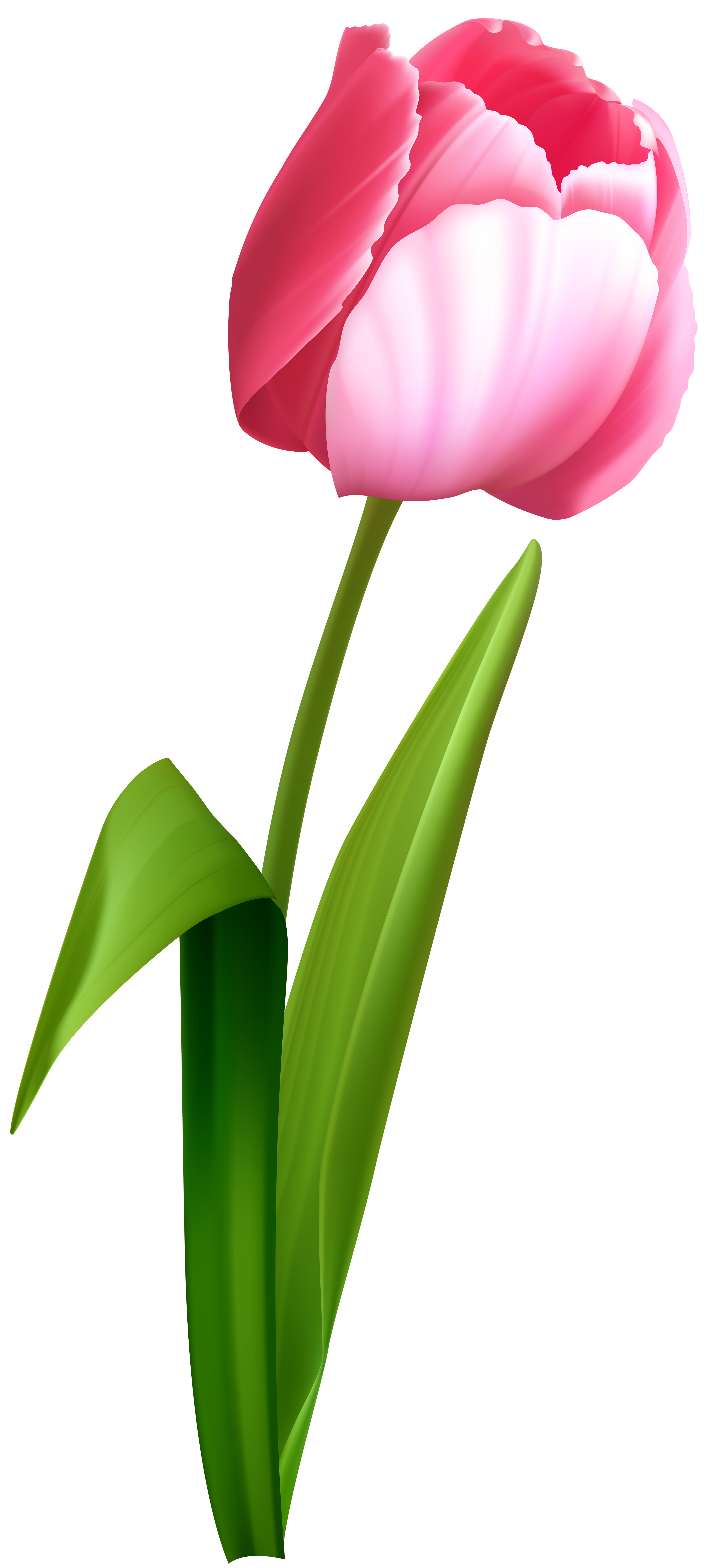 Vibrant pink and white tulip with lush green stems and leaves, rendered in glossy 3D style against a clean white background.