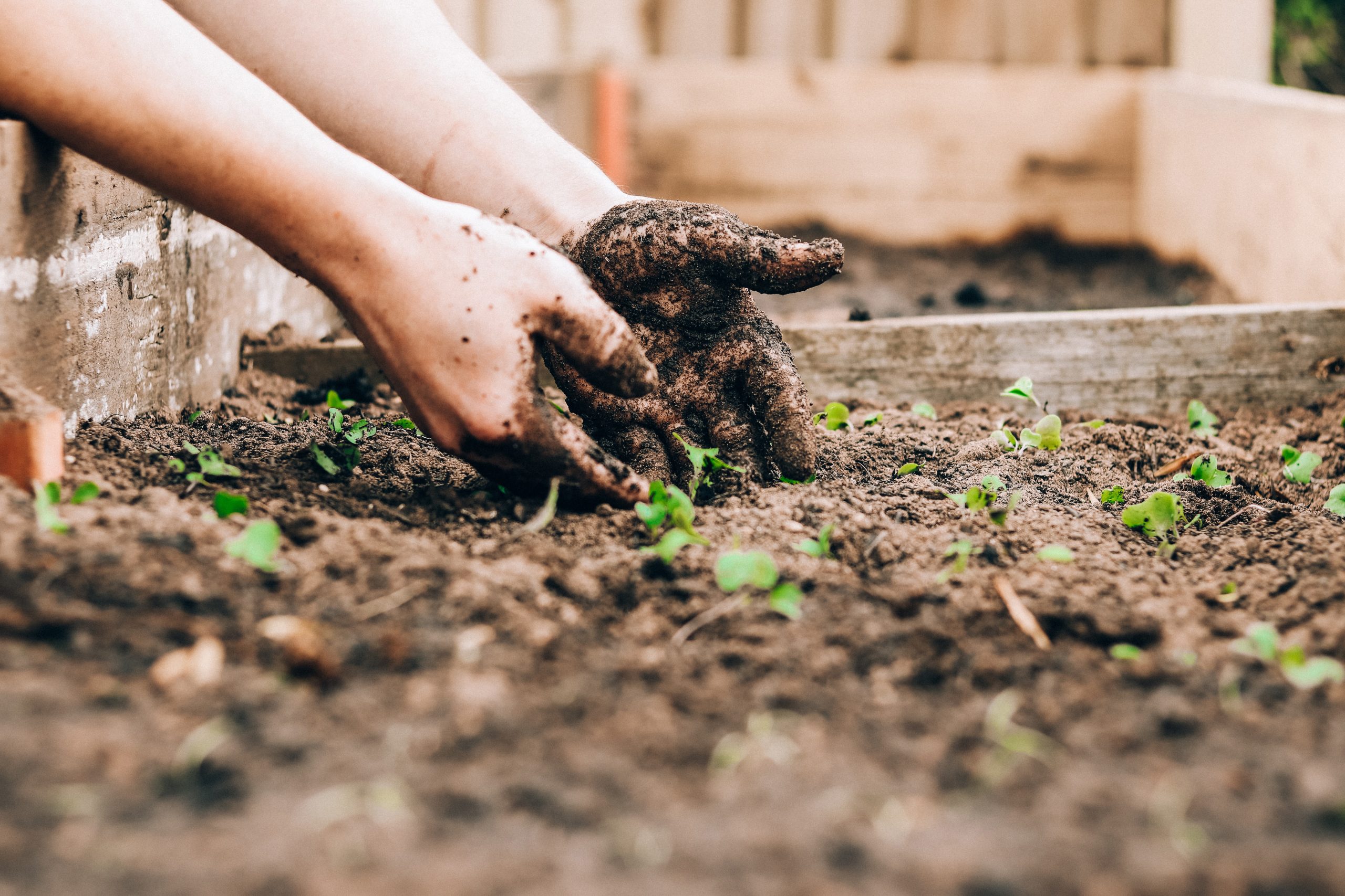Planting Seedlings by Hand - Sustainable Gardening Guide