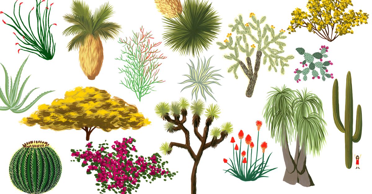 Illustrated collection of desert and arid-climate plants including cacti, succulents, palms, and flowering shrubs.