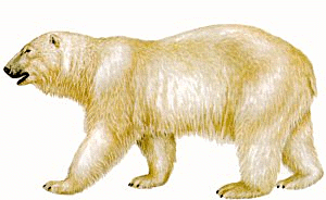 Polar Bear Illustration - Scientific Drawing for Wildlife Education
