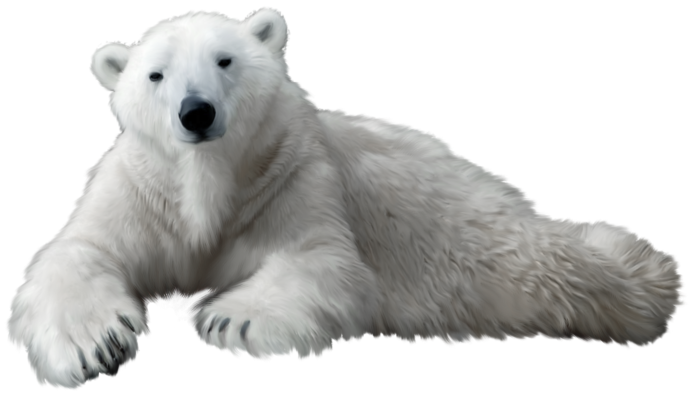 A majestic white polar bear lying down, gazing directly at the viewer with thick fur and black claws visible.