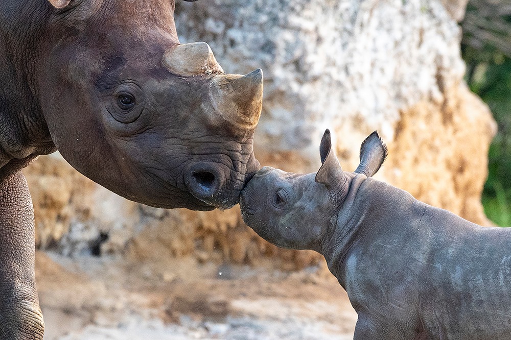 A mother rhinoceros gently nuzzles her calf nose-to-nose in a tender moment of bonding.