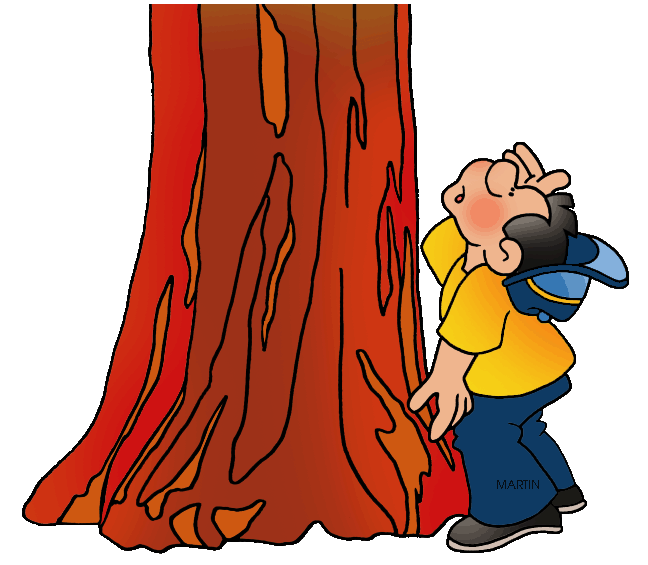 A cartoon boy in a yellow shirt and blue cap looks up in awe at a massive redwood tree trunk.