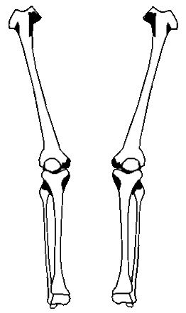 Illustration of human lower leg bones (tibia and fibula) with knee and ankle joints, shown in anatomical position against yellow background.