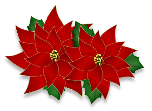 christmas poinsettia