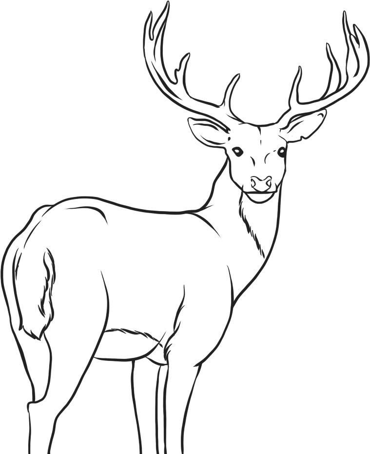 Line drawing of a majestic stag with large antlers, standing in profile facing forward.
