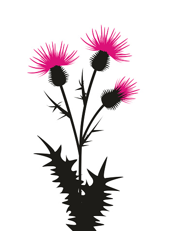 Stylized illustration of three pink thistle flowers with black spiky stems and leaves on white background.