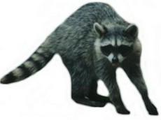 Raccoon Animal Profile - Behavior, Habitat, and Identification