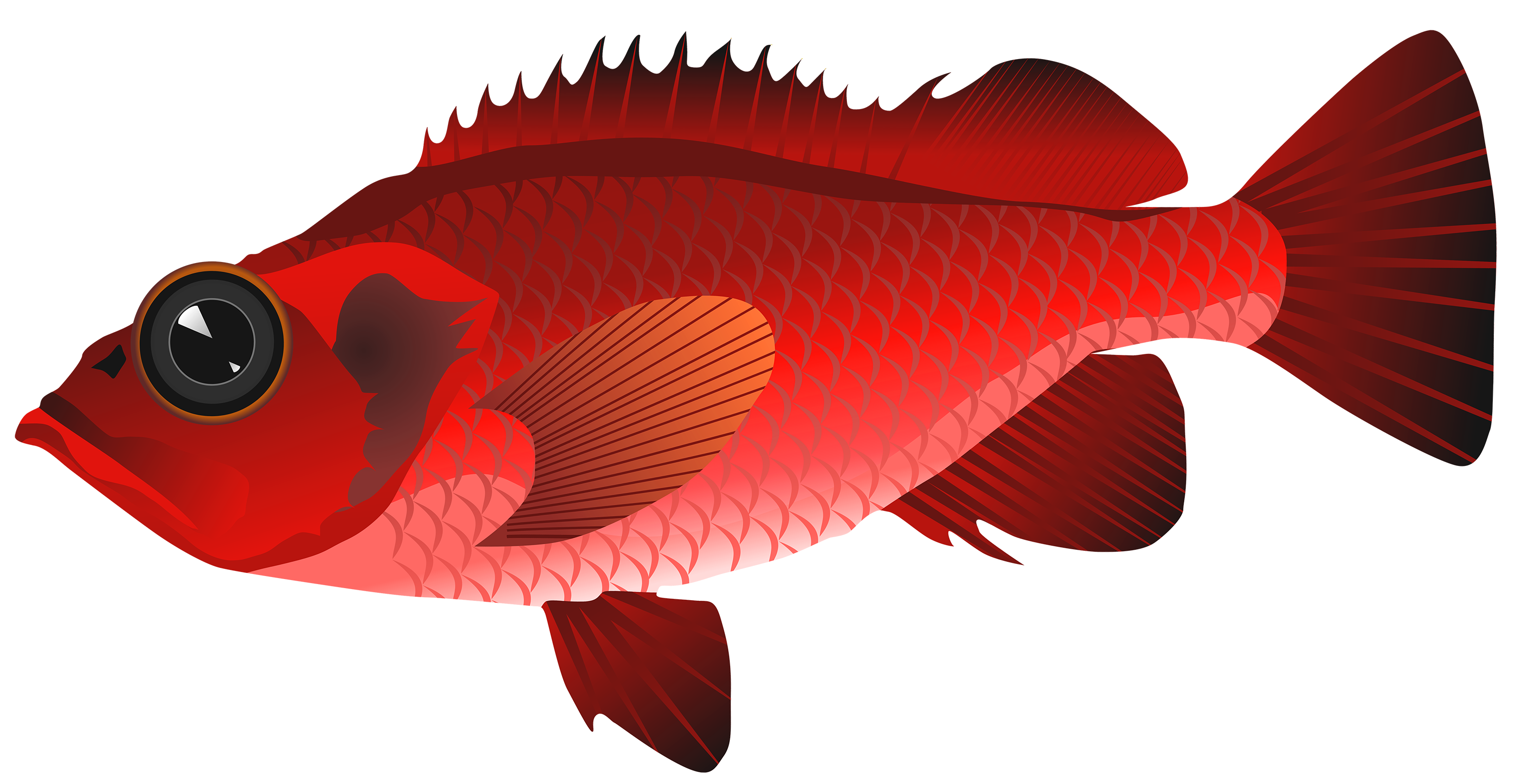 red-betta-fish-by-jirawatplekhongthu-tumblr-pics