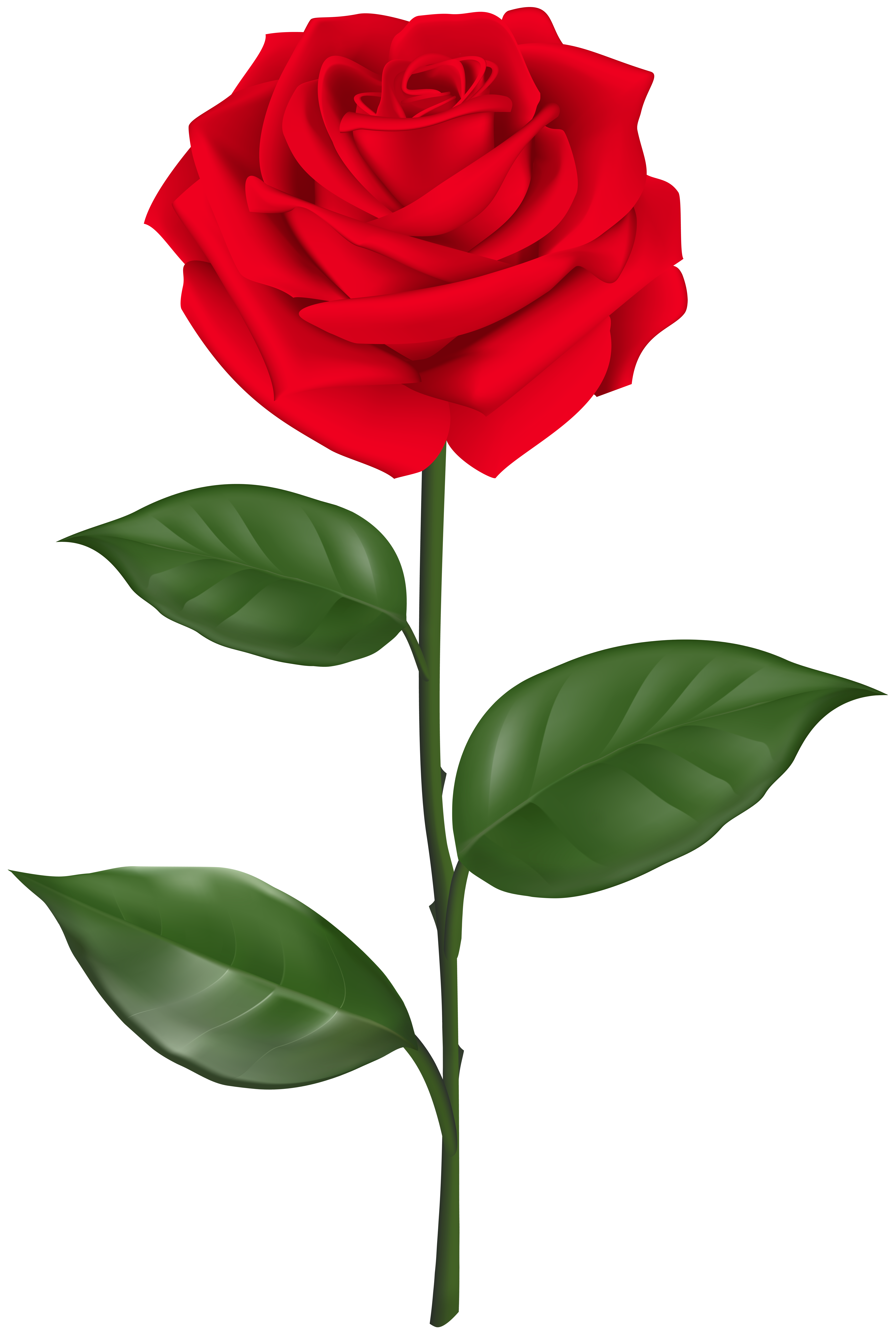 Red Rose - Symbol of Love and Beauty | High-Quality Floral Image