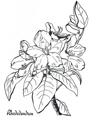 Rhododendron Botanical Illustration - Free Line Art for Gardening & Design