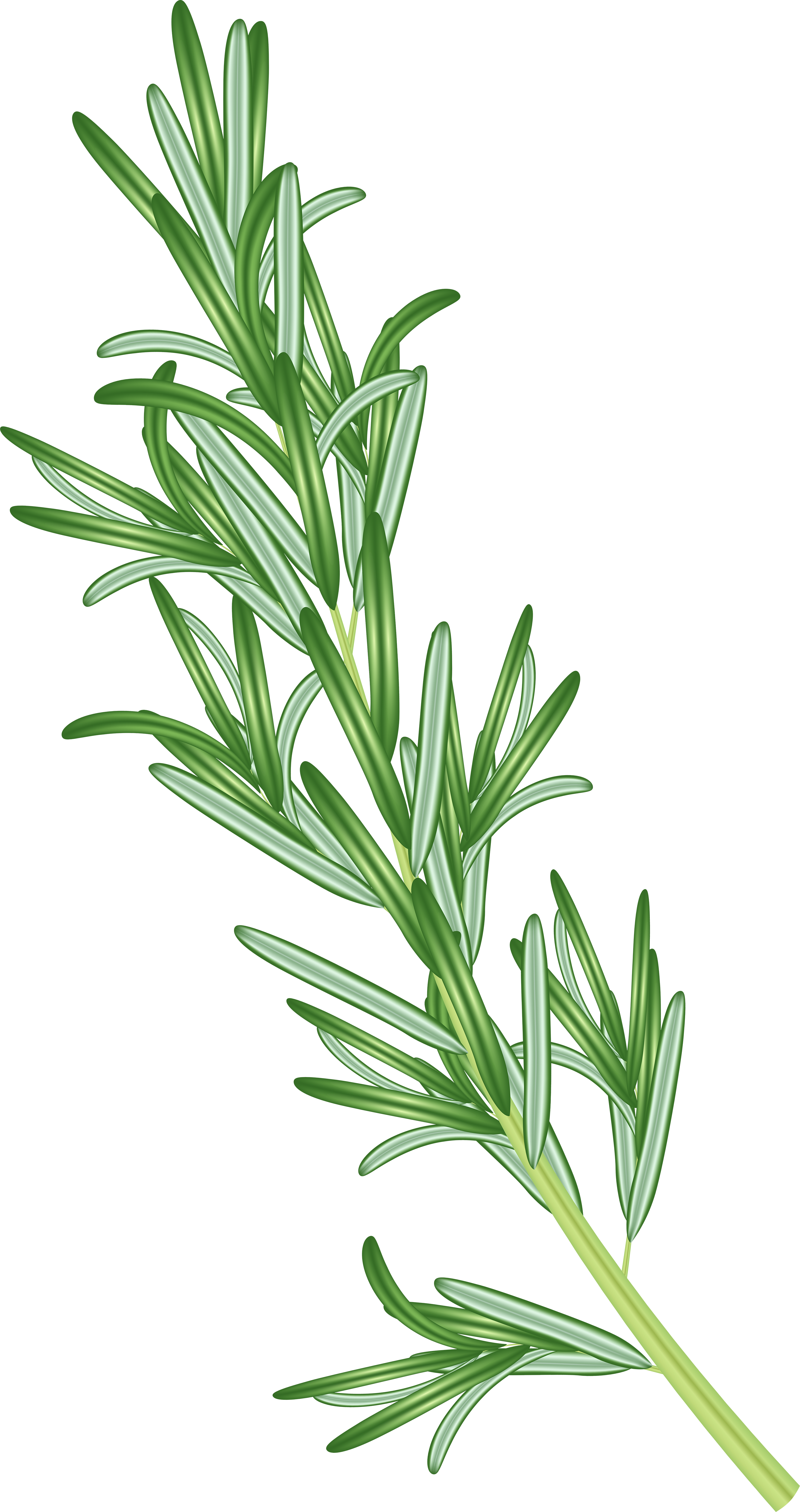 Fresh rosemary sprig with vibrant green needle-like leaves and silvery undersides, isolated on white and green background.