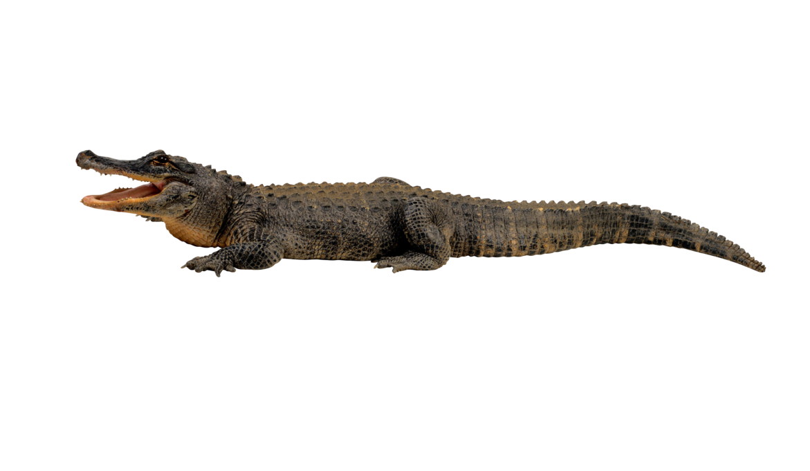 A young American alligator with mouth open, showing teeth and pink interior, against a black background.