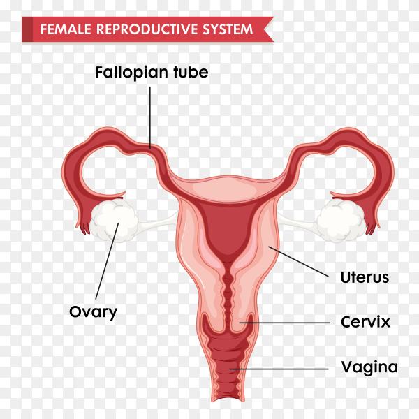 Labeled diagram of the human female reproductive system showing ovary, fallopian tube, uterus, cervix, and vagina.