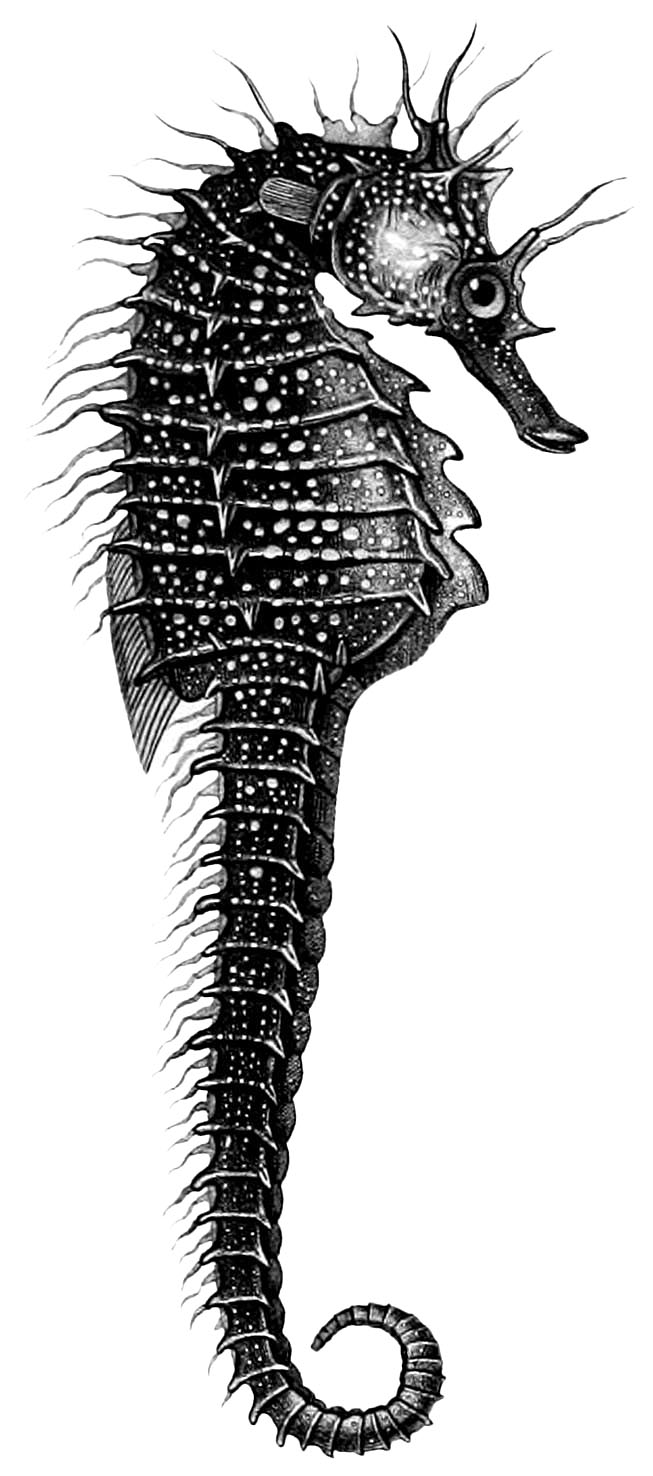Detailed Seahorse Illustration - Marine Biology Art & Education Resource
