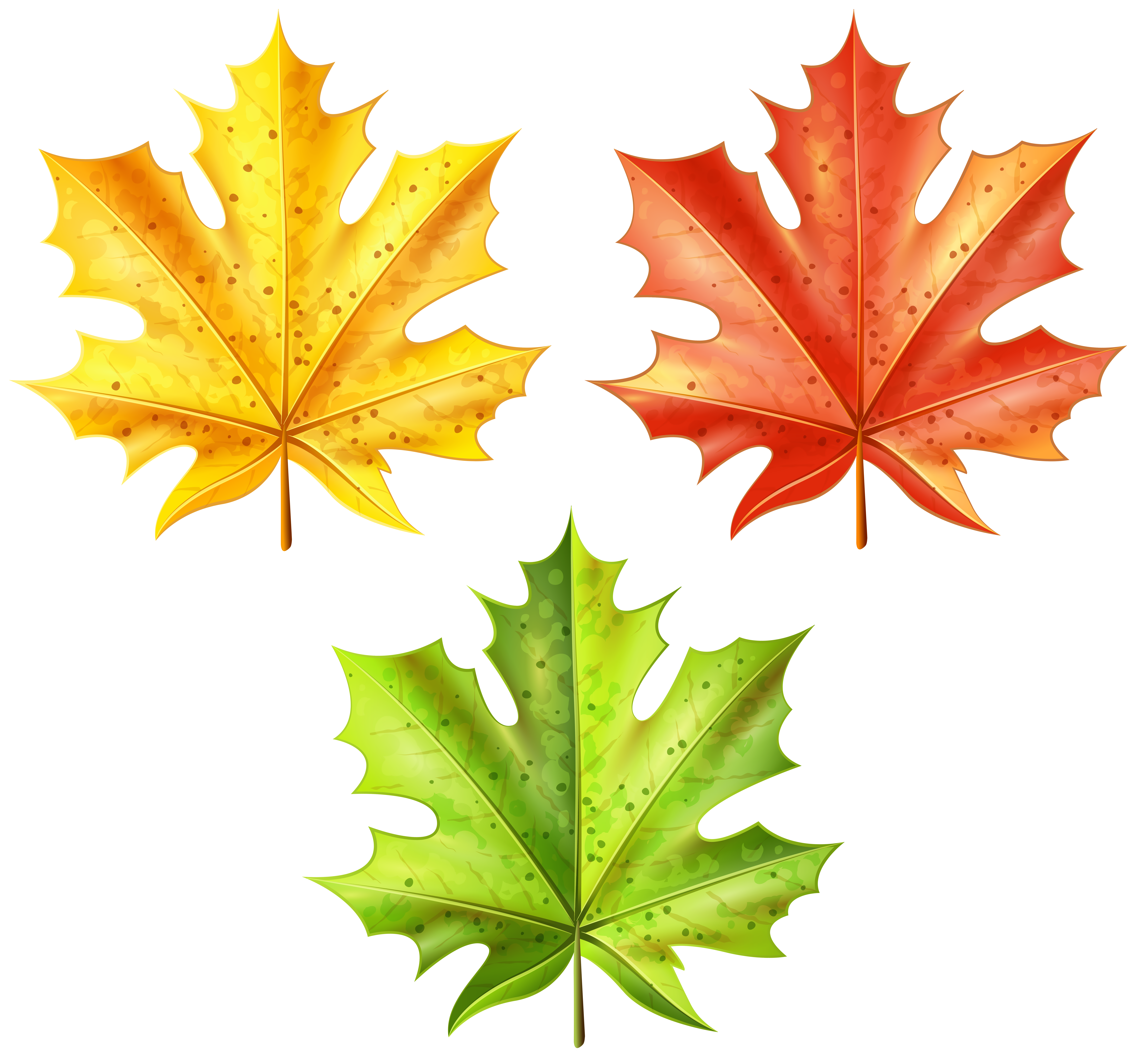 Maple Leaf Seasonal Colors - Spring Green to Autumn Red Visual Guide