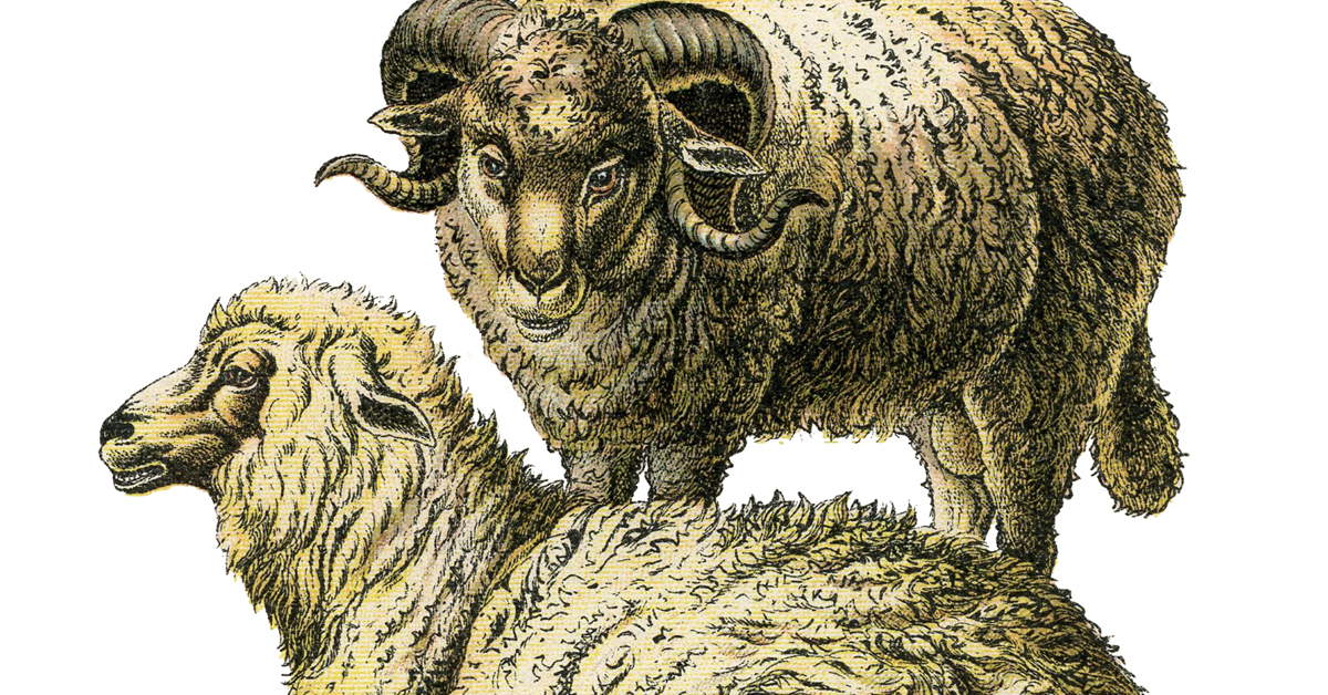 Ram and Ewe Vintage Illustration - Historical Sheep Art