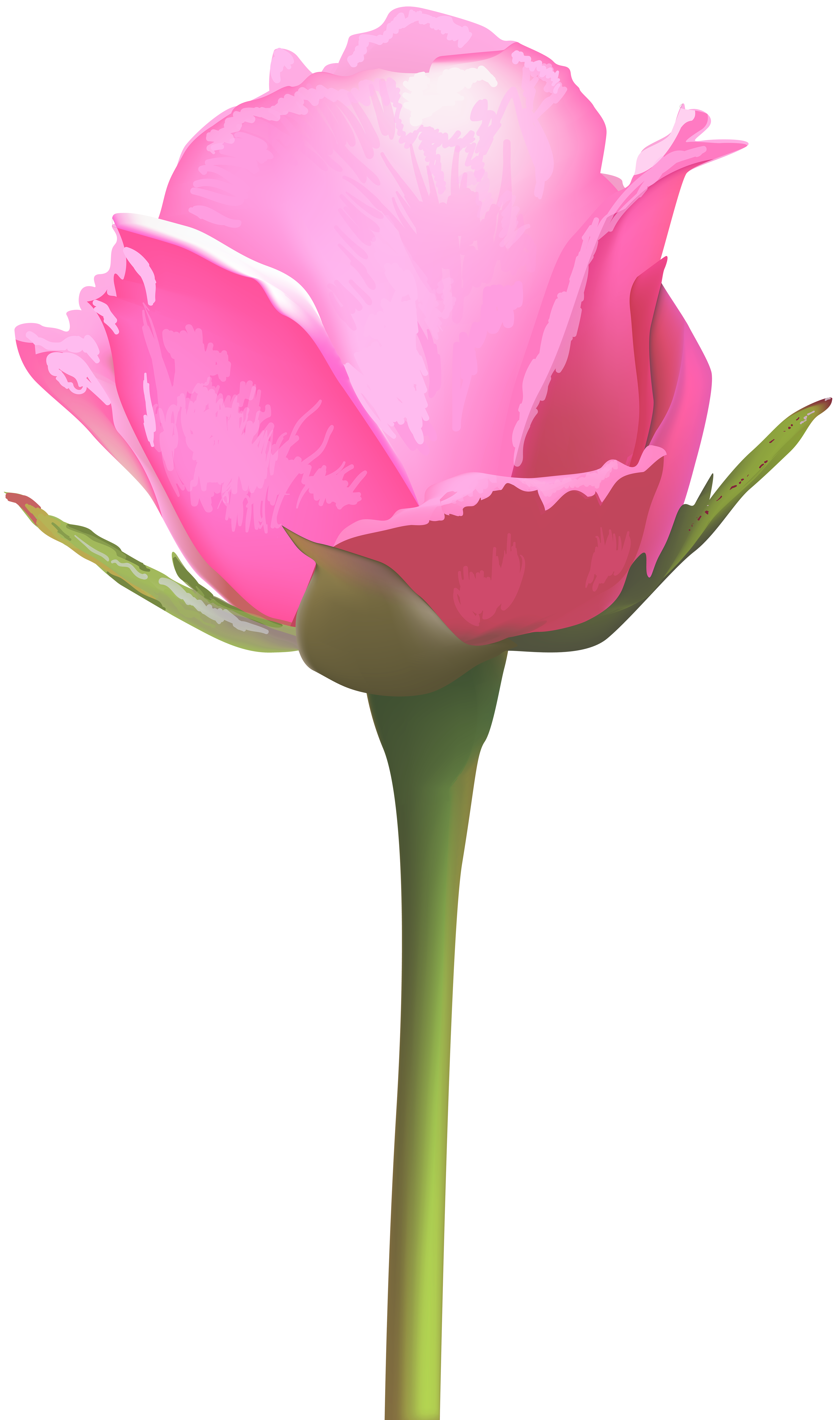 Vibrant pink peony in full bloom with layered petals and green stem, stylized digital illustration.