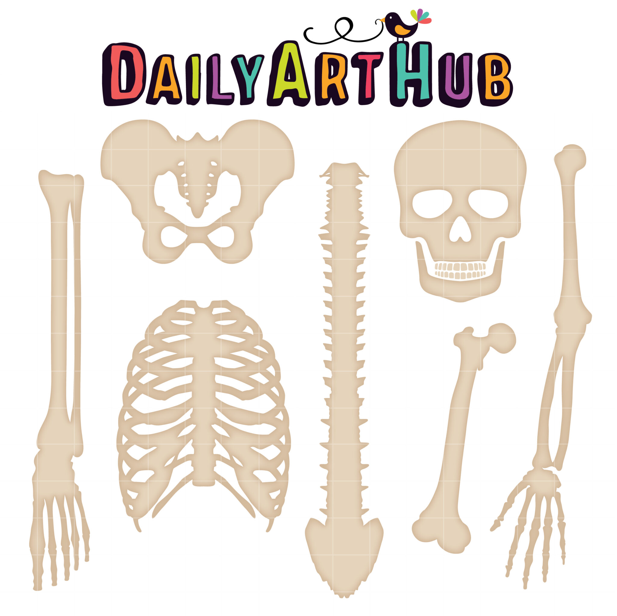 Stylized beige skeletal parts including skull, ribcage, spine, pelvis, and limbs, under "Daily Art Hub" logo with colorful bird.