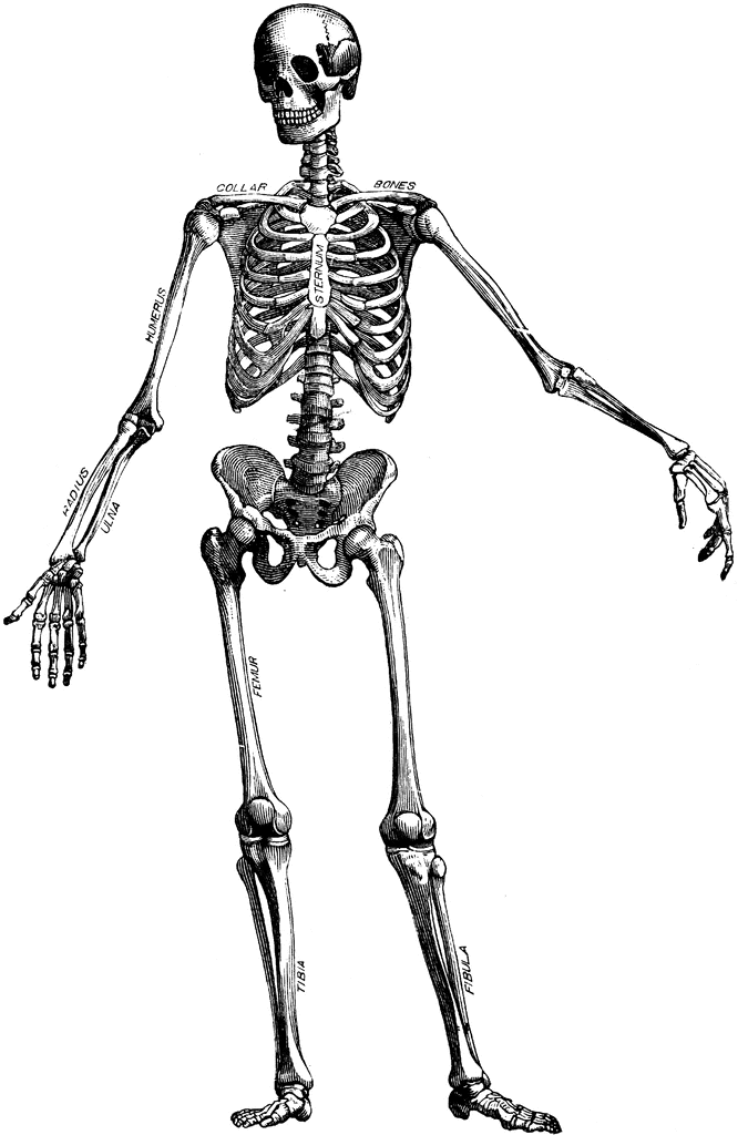 Anatomical illustration of the human skeleton with labeled bones including humerus, radius, ulna, femur, tibia, fibula, and sternum.