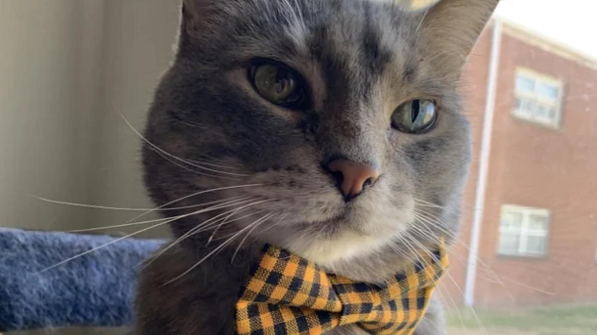 Gray tabby cat with green eyes wearing a yellow-and-black checkered bowtie, gazing intently near a window.