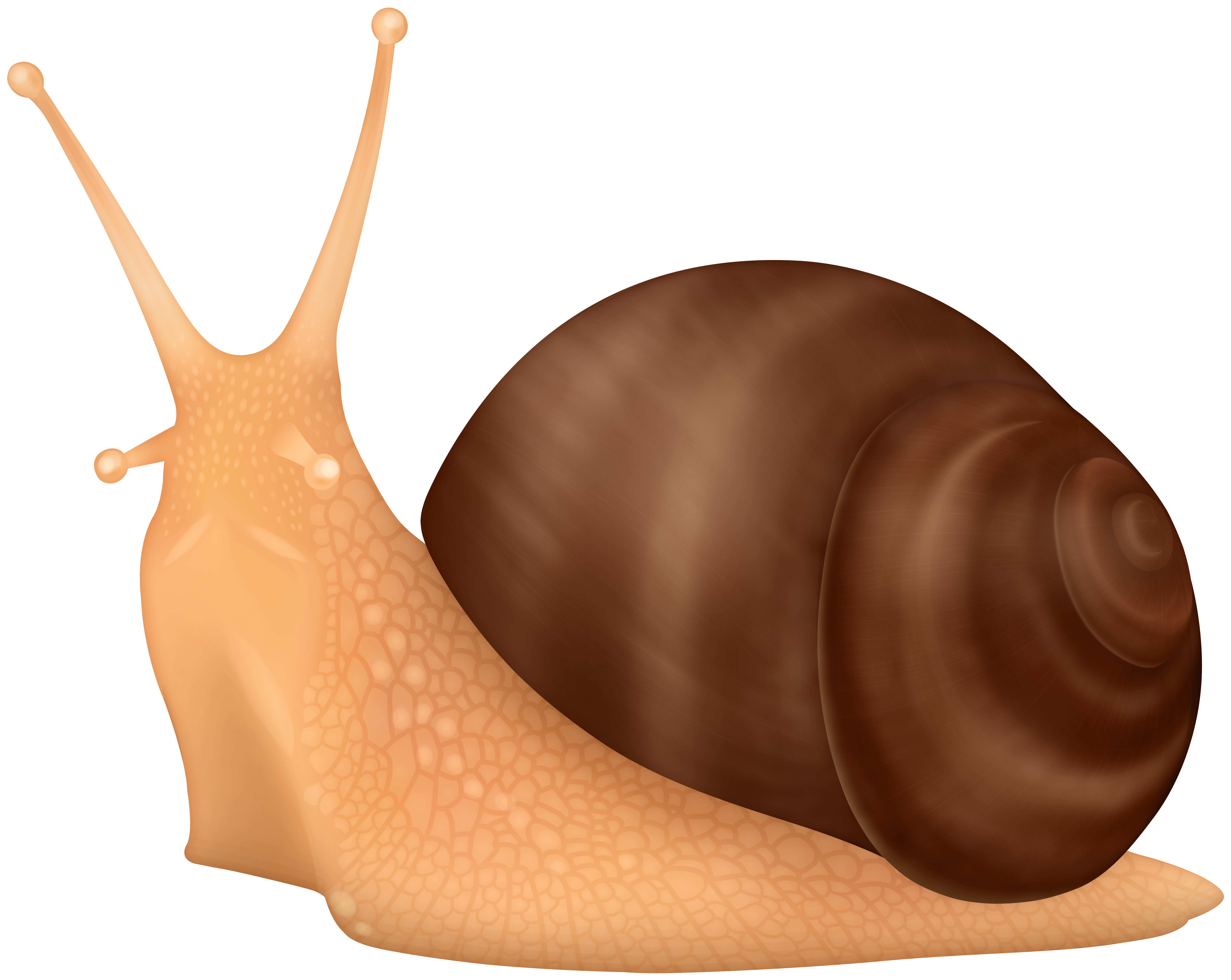 A detailed illustration of a brown-shelled snail with textured orange body and extended eyestalks.