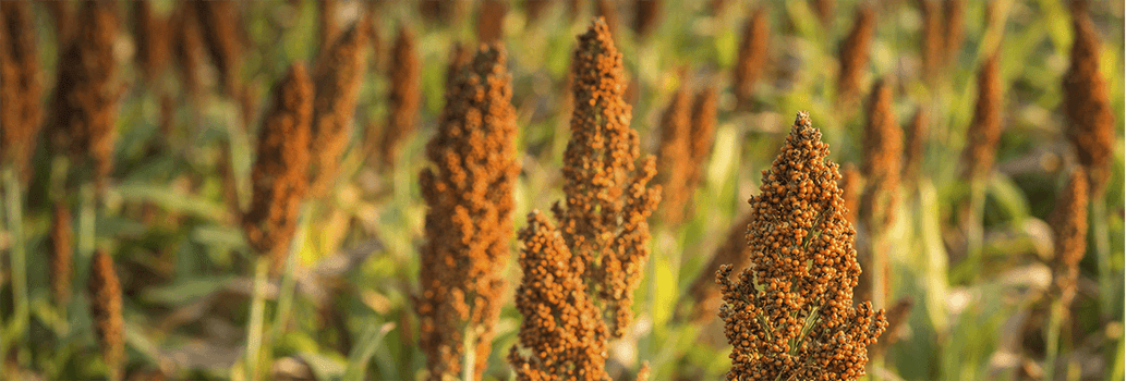 Golden sorghum stalks ripening in a sunlit field, with dense orange seed heads and green foliage.